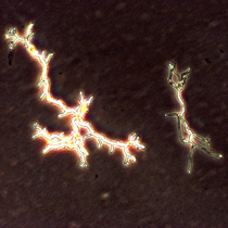 Auswachsende Pilzsporen